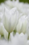 Tulipa wit