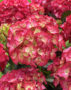 Hydrangea Black Diamonds Red Angel