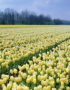 Tulipa Sweetheart