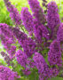 Buddleja Free Petite Tutti Frutti