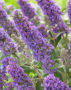 Buddleja Free Petite Blue Heaven