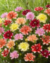 Dahlia waterlelie mix