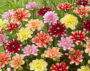 Dahlia waterlelie mix