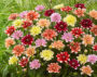 Dahlia waterlelie mix