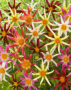 Dahlia Honka  mix