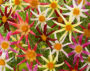 Dahlia Honka  mix