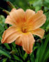 Hemerocallis George Cunningham