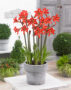Hippeastrum Balentino
