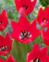 Tulipa Trick