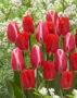Tulipa Candy Apple Delight, Fostery King