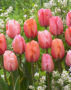 Tulipa Impression mix