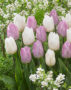 Tulipa Candy Prince, Tulipa White Prince