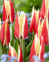 Tulipa Spring Surprise