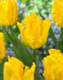 Tulipa Yellow Sun