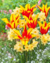 Tulipa Fire Wings, Narcissus Blushing Lady