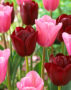 Tulipa Mistress, National Velvet