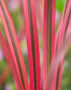Pennisetum advena Fireworks