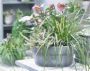 Carex EverColor® Everlime