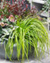 Carex EverColor® Everillo