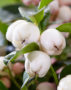 Gaultheria white
