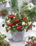 Gaultheria white and red