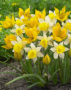 Tulipa sylvestris, Narcissus Topolino