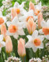 Tulipa Fur Elise, Narcissus Accent