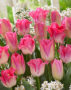 Tulipa roze mix