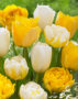 Tulipa yellow and white mix