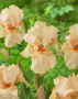 Iris germanica Peach Reprise