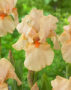 Iris germanica Peach Reprise