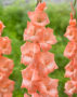 Gladiolus Orange Electric