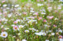 Erigeron karvinskianus