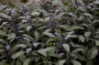 Salvia officinalis Purpurascens