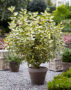 Elaeagnus x ebbingei Maryline ®