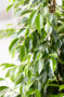Ficus benjamina Anastasia ®