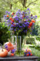 Aster Astée® Dark Milka Aster Astée® Dark Milka