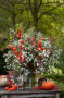 Aster Astée® White Gypsy Aster Astée® White Gypsy