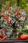 Aster Astée® White Gypsy Aster Astée® White Gypsy