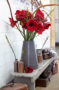 Hippeastrum Royal Velvet ® Hippeastrum Royal Velvet ®