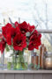 Hippeastrum Royal Velvet ® Hippeastrum Royal Velvet ®