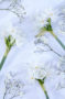 Narcissus Ziva, Gypsophila