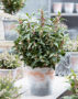 Sarcococca hookeriana Winter Gem ®