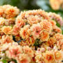 Kalanchoe Serenity Peach