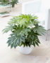 Fatsia japonica Spider's Web, Fatsia japonica Spiders Web