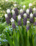 Muscari Grape Ice
