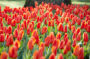 Tulipa Love Song