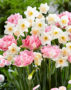 Narcissus Sweet Smiles, Tulipa Crispion Sweet