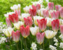 Tulipa White Valley, Flaming Purissima