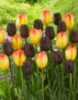 Tulipa Suncatcher, Continental
